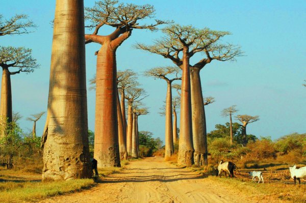 Трансграничный парк Лимпопо баобаб