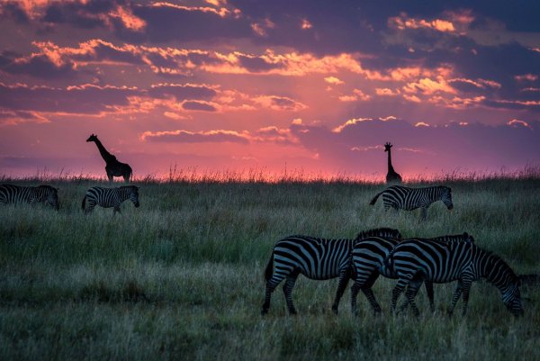 Парк Масаи Мара Кения