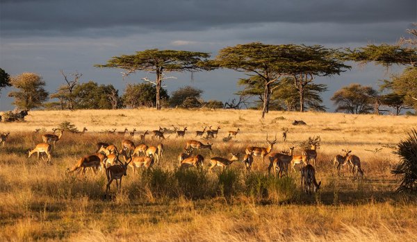 Сафари Селус Танзания