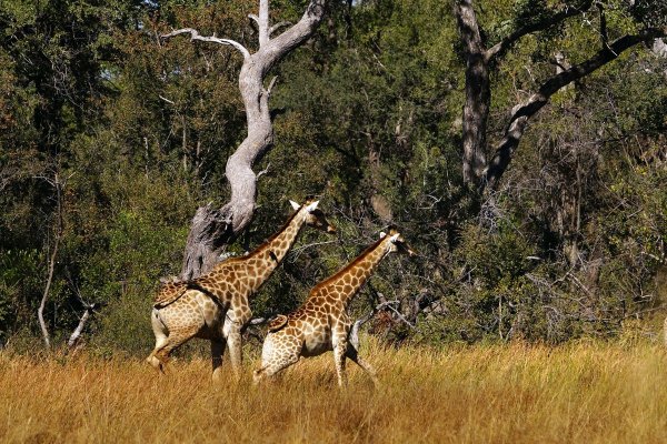 ЮАР сафари парк