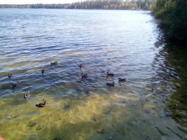 Белое ощеро Ульяновская обл