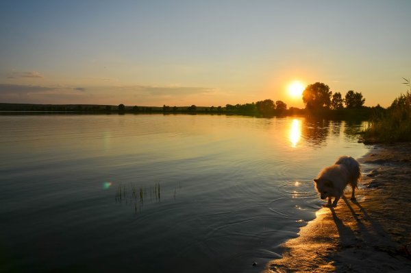 Белолебяжье озеро Ульяновская
