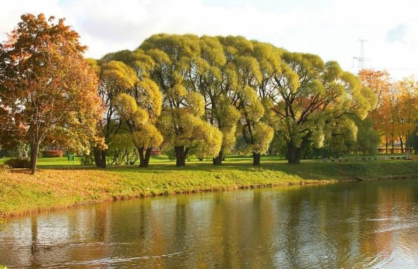 Южно Приморский парк Красносельский район