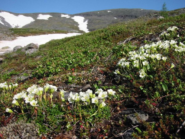 Флора Югыд ва