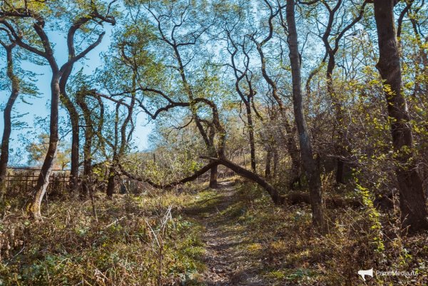 Парк ДНС Владивосток