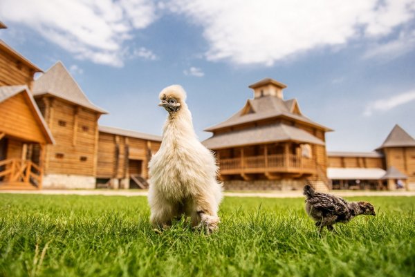 Кудыкина гора (сафари-парк)