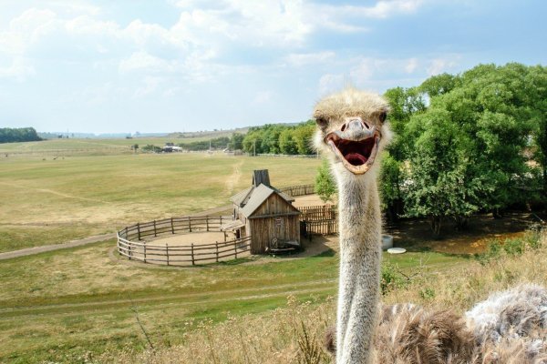 Сафари-парк Кудыкина гора Липецкая область