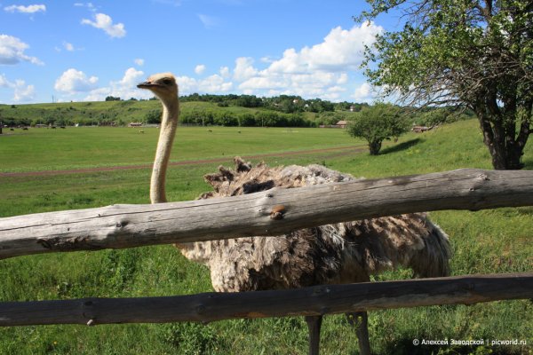 Сафари-парк Кудыкина гора Липецкая область