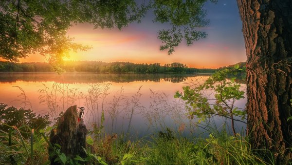 Утро лес река