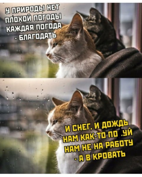 Прикольные котики про погоду