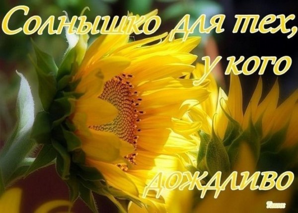 Солнечного настроения в ненастный день