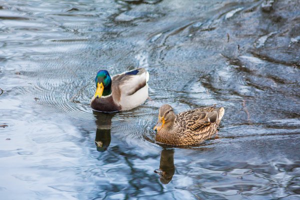 Кряква Прудовая