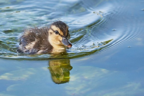 Маленькие Дикие утята