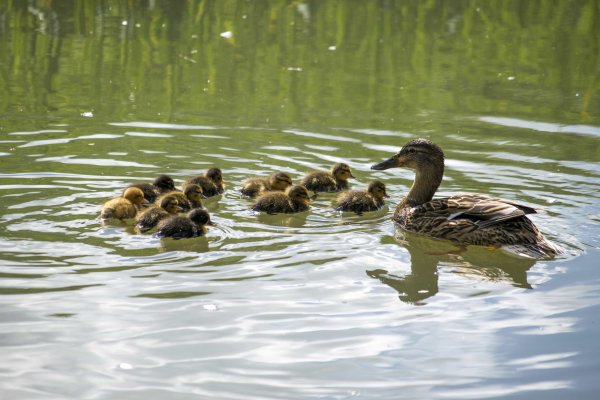 Речная кряква