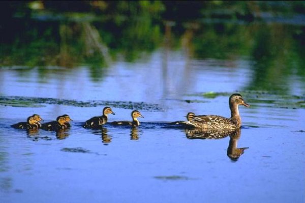 Утки плавают в пруду