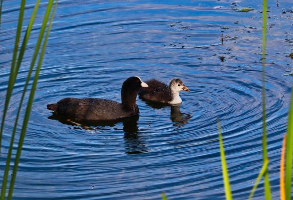 Речные утки речные утки лысухи