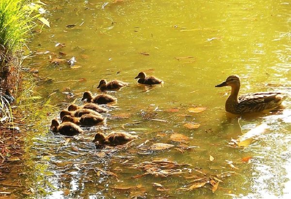Водоем с утками