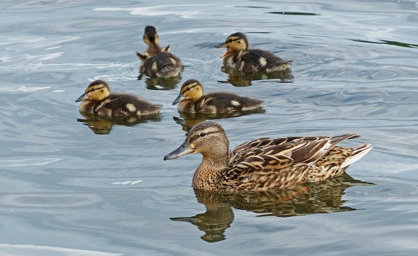 Уточки в пруду