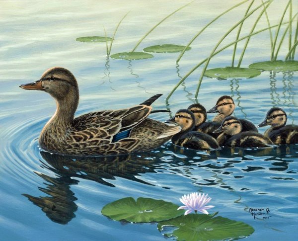 Мир птиц. Художник Abraham Hunter.