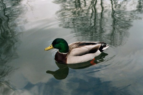 Утка плавает