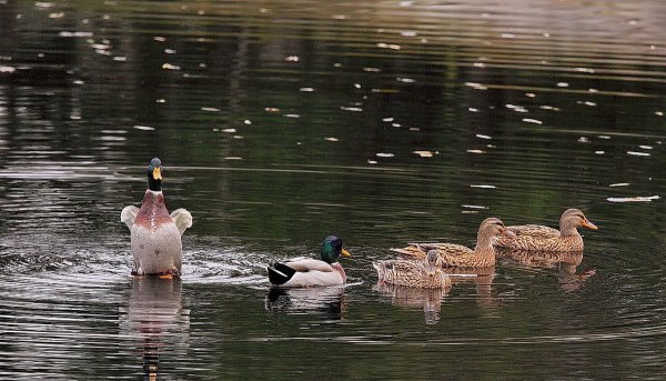 Утки на речке