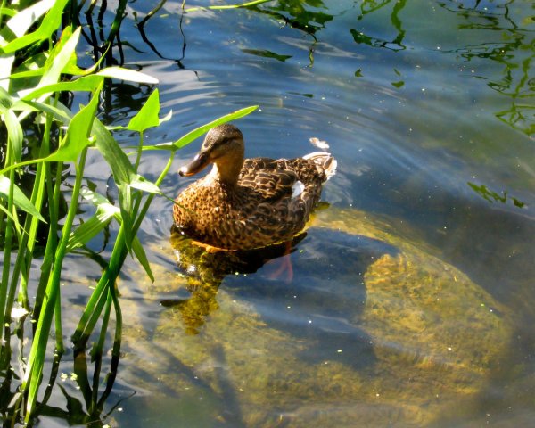 Утки и кувшинки
