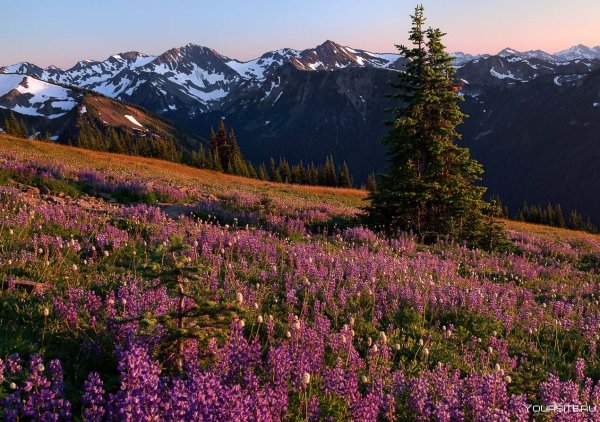 Национальный парк Олимпик (Olympic National Park)