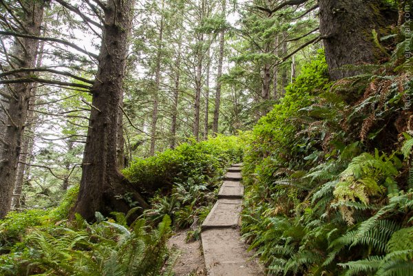 Парк Олимпик США растительность