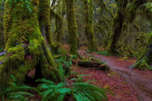 Национальный парк «Олимпик», штат Вашингтон