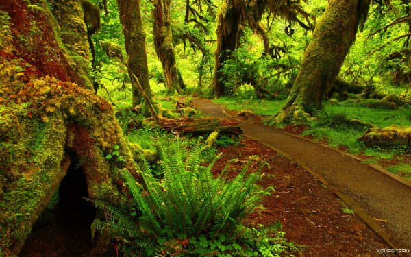 Лес Олимпик в США