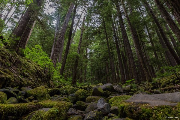 Национальный парк Олимпик (Olympic National Park)