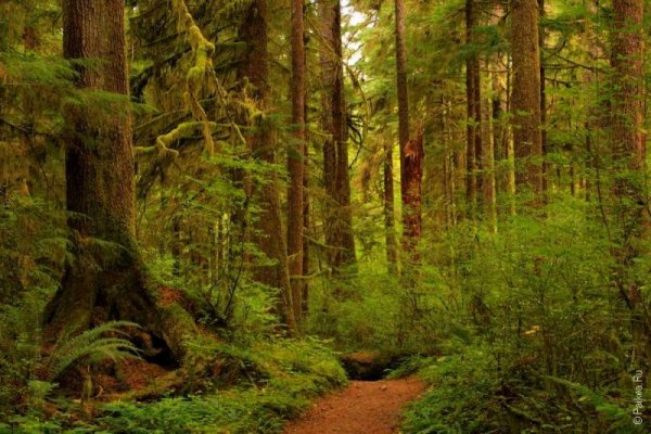 Национальный парк «Олимпик», штат Вашингтон