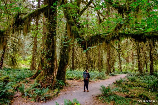 5. Национальный парк Олимпик. (США).