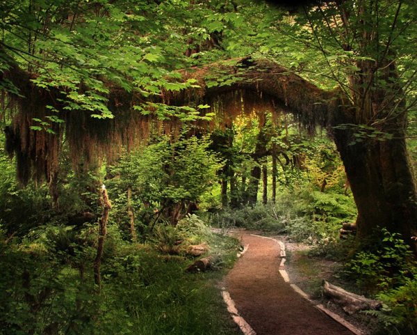 Национальный парк «Олимпик», штат Вашингтон