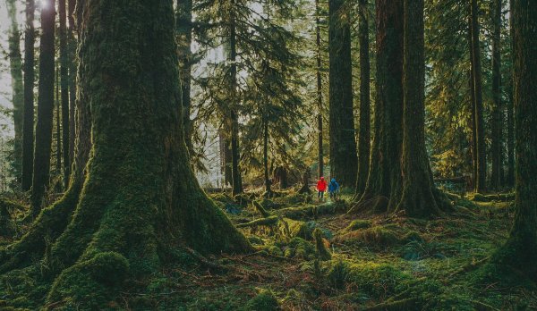 Штат Вашингтон Форкс леса природа