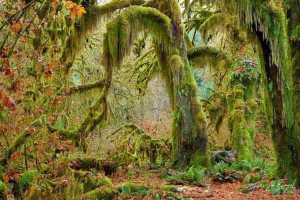 Сиэтл дождевой лес Хох