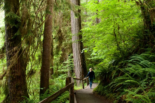 Олимпийский национальный лес Вашингтон