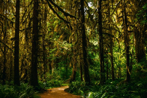 Лес Олимпик в США