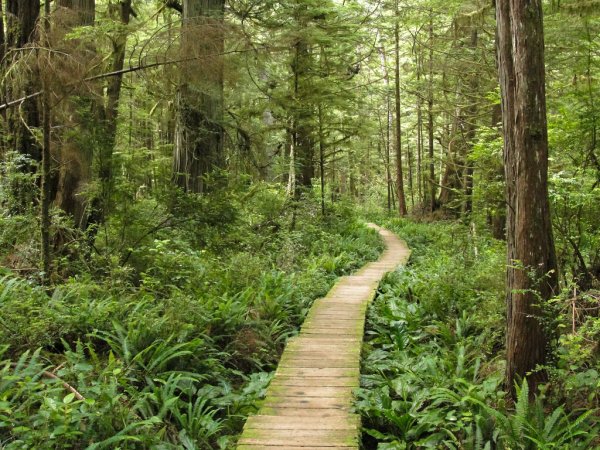 Лес Олимпик Вашингтон