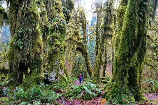 Лес Хох в Сиэтле