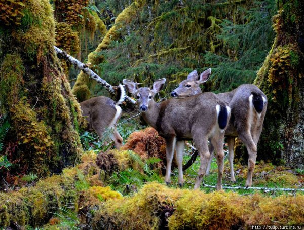 Парк Олимпик США