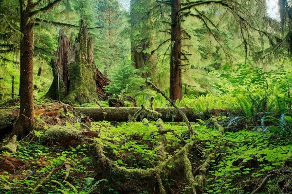 Национальный парк Олимпик дождевой лес