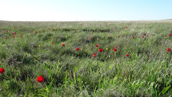 Донской природный парк Ростовская область