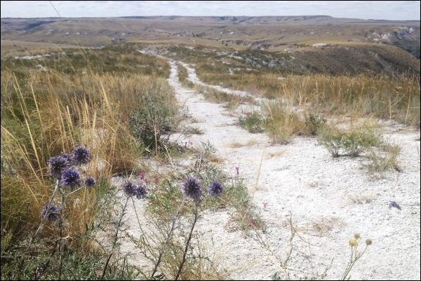 Природный парк Донской Ковыльная степь