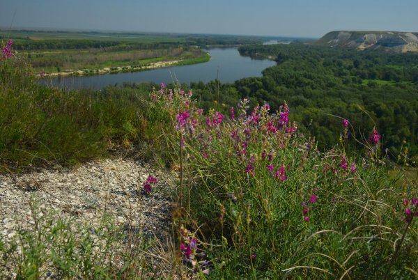 Донской природный парк Волгоградской области Флора