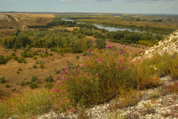Донской природный парк Волгоградской области растения