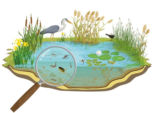 Обитатели озера для детей