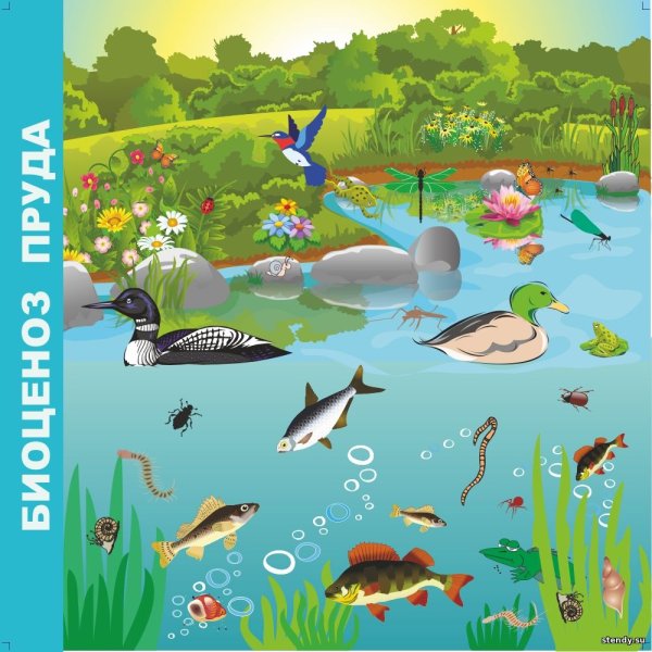 Водоемы для дошкольников