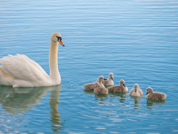 Лебедь для детей