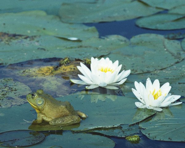 Нимфея Озерная